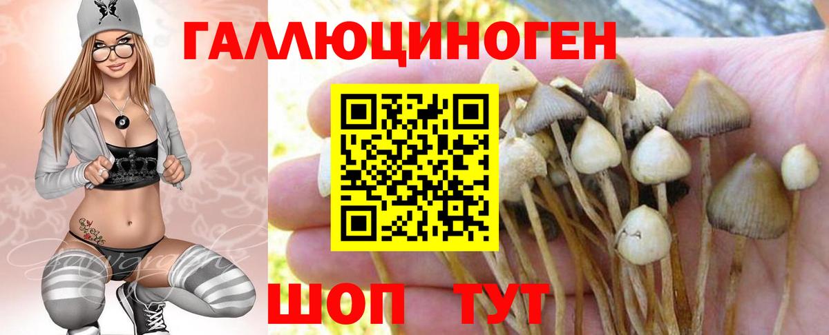 Ейск  Псилоцибиновые грибы Psilocybe  Вход с VPN 